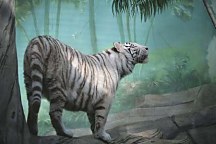 Fototapeta Tiger 5377 - samolepiaca na stenu
